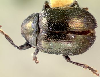 Media type: image;   Entomology 28395 Aspect: habitus dorsal view